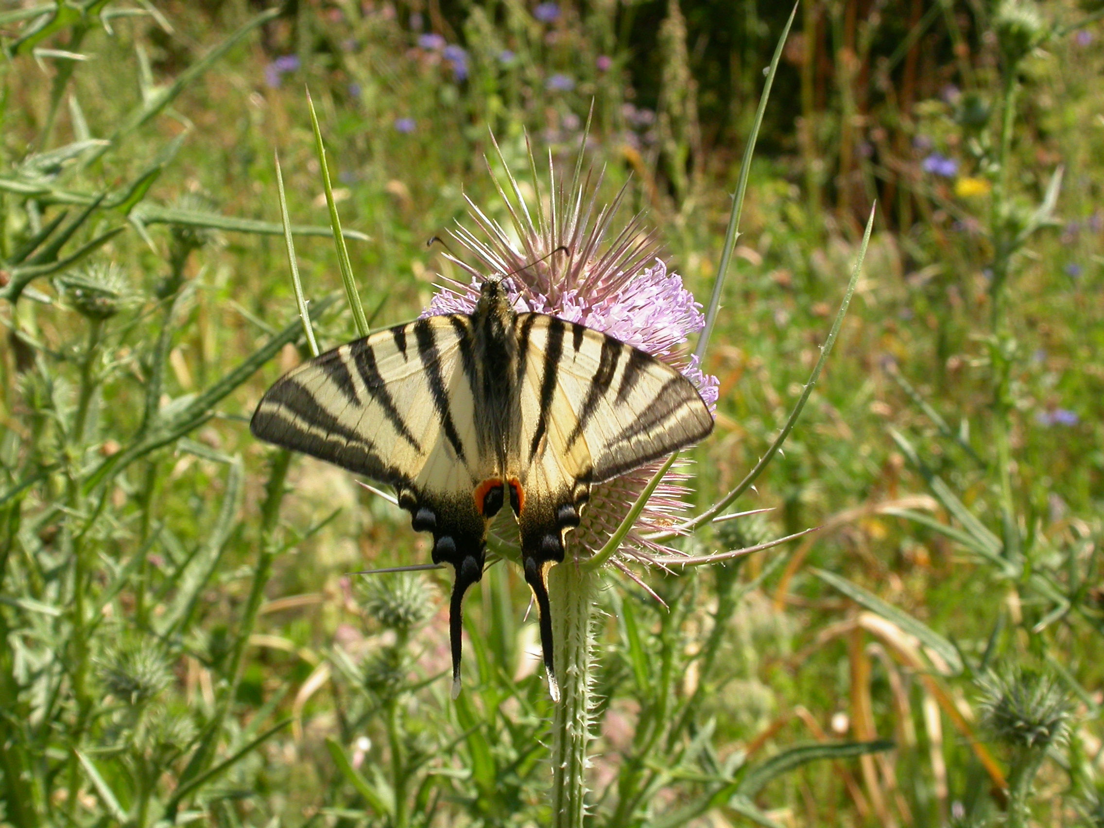 Balade nature : Papillonnages à Montormel