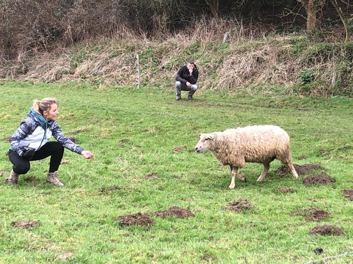 Leadersheep - Coaching d'équipe avec des moutons, Vienne-en-Bessin - photo 8