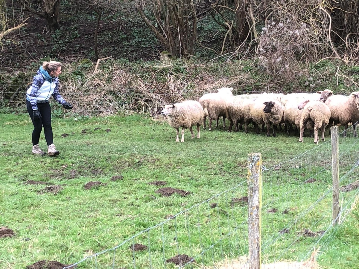 Leadersheep - Coaching d'équipe avec des moutons, Vienne-en-Bessin - photo 4