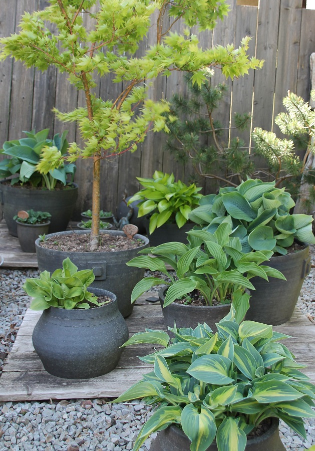 Jardin de la Poterie, Montsenelle - photo 2