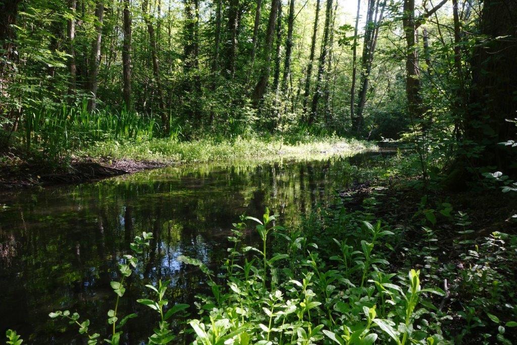 Criquets, sauterelles et compagnie