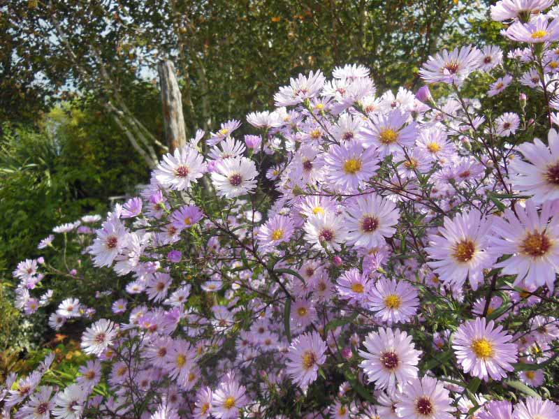 Le Jardin du Presbytère de Brucheville, Carentan-les-Marais - photo 13