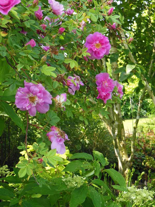 Le Jardin du Presbytère de Brucheville, Carentan-les-Marais - photo 12