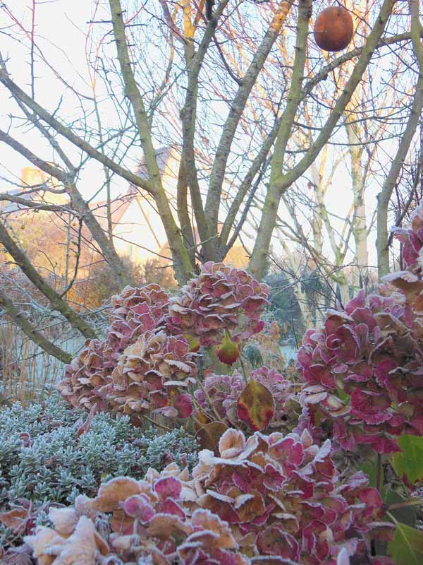 Le Jardin du Presbytère de Brucheville, Carentan-les-Marais - photo 4