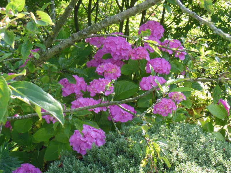 Le Jardin du Presbytère de Brucheville, Carentan-les-Marais - photo 14
