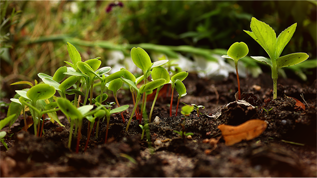 Jardinage et permaculture : les légumes racines