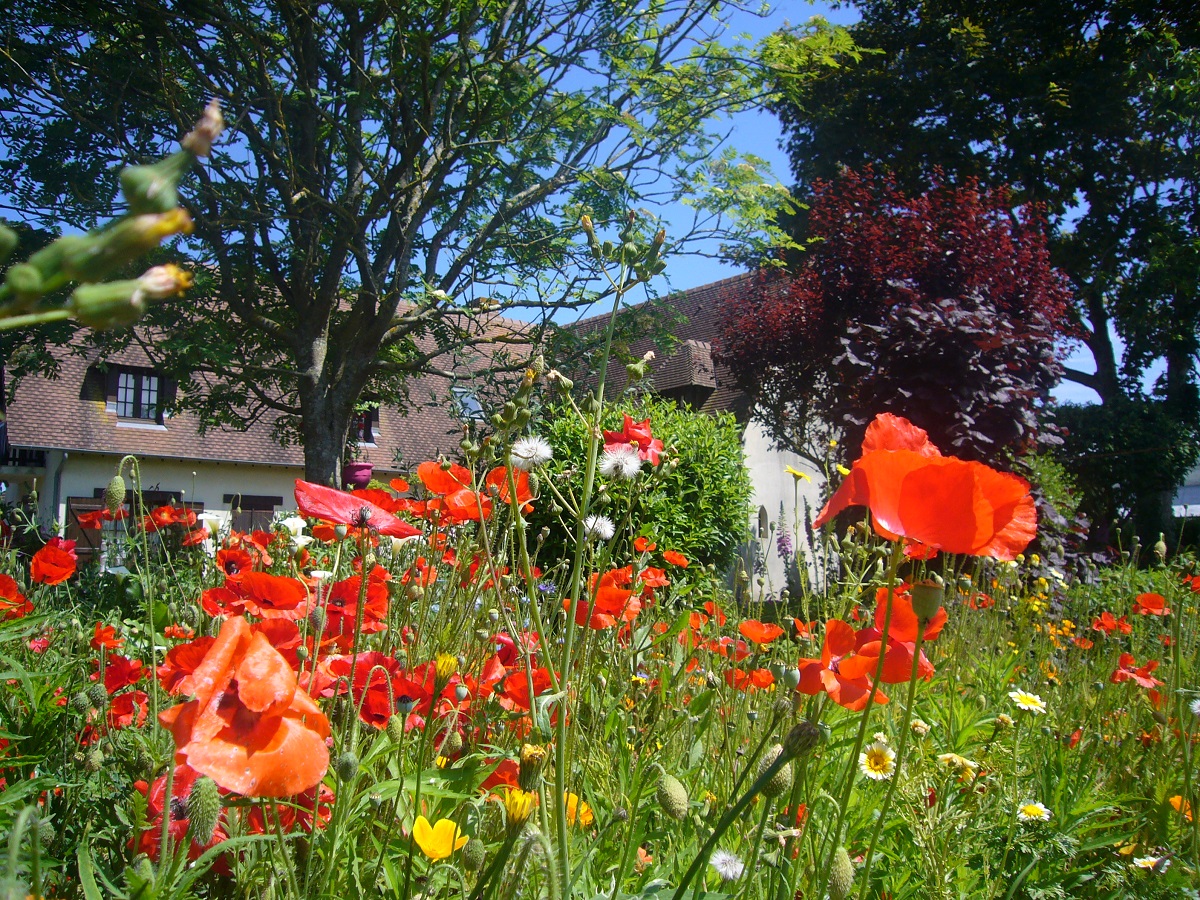 La Roseraie - Chambre Les Coquelicots, Courseulles-sur-Mer - photo 7