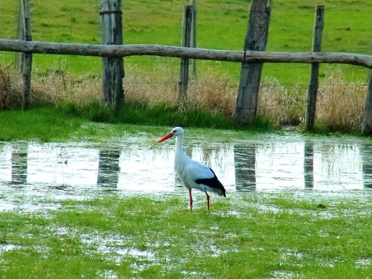 Journée des marais