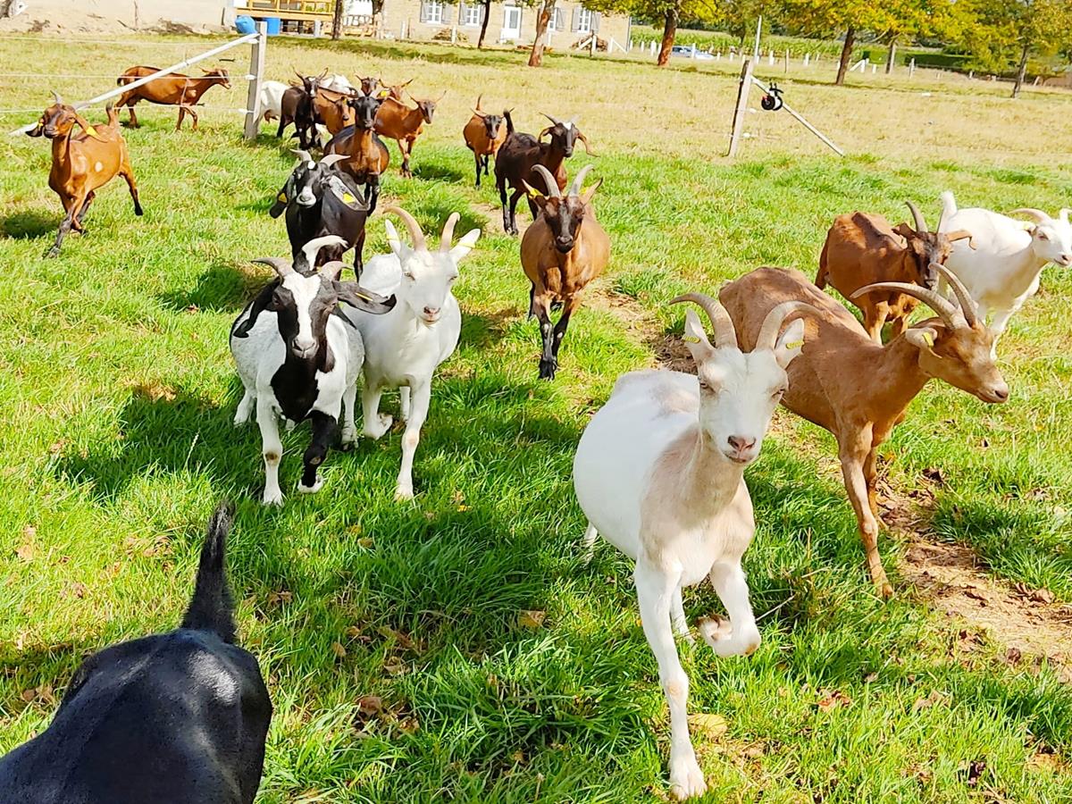 Marché de printemps 6ème édition à la Chèvreline