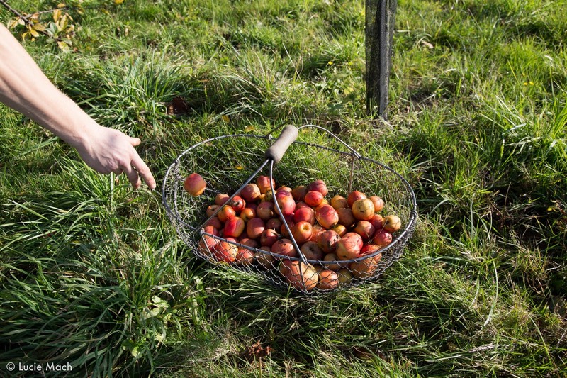 Cidre fermier Lemasson, Cametours - photo 8