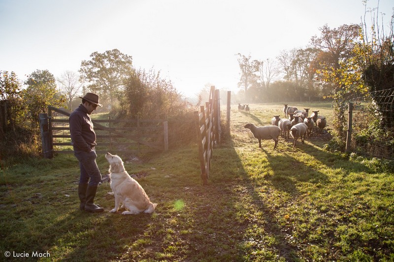 Cidre fermier Lemasson