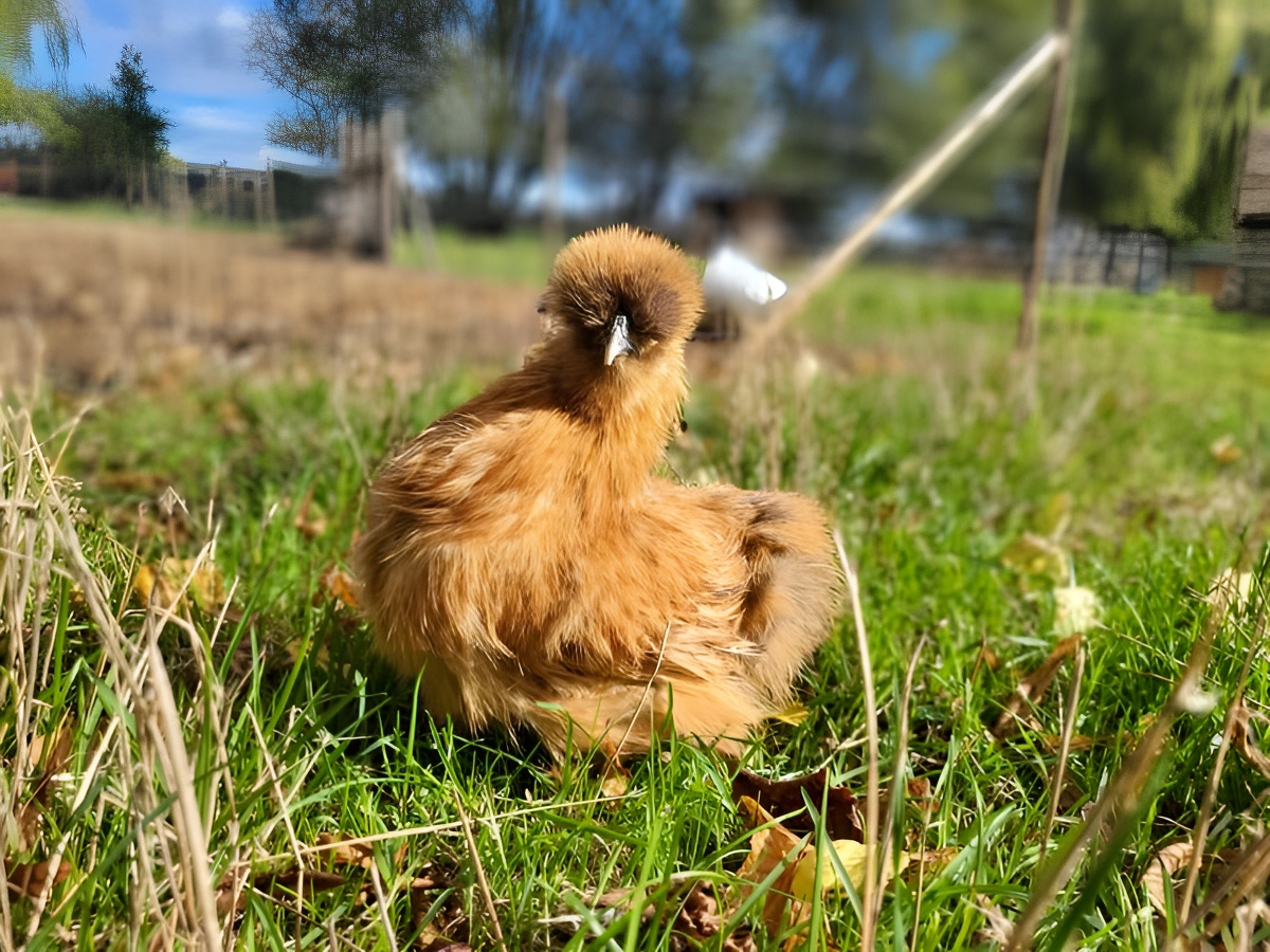 Ferme pédagogique Les Petits Sabots de l'Oudon, Saint-Pierre-en-Auge - photo 5