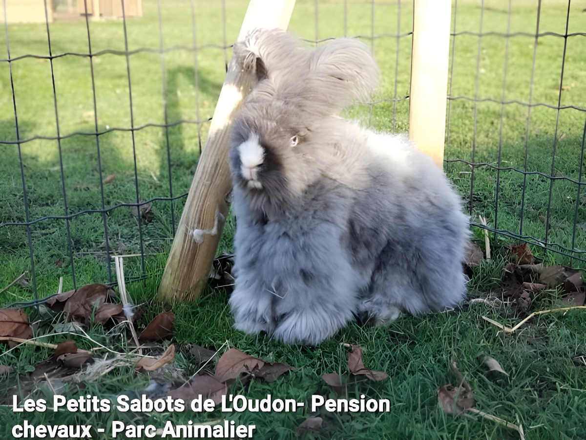 Ferme pédagogique Les Petits Sabots de l'Oudon