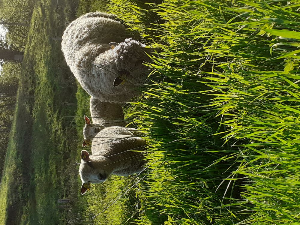 Domaine de la Pinçonnière