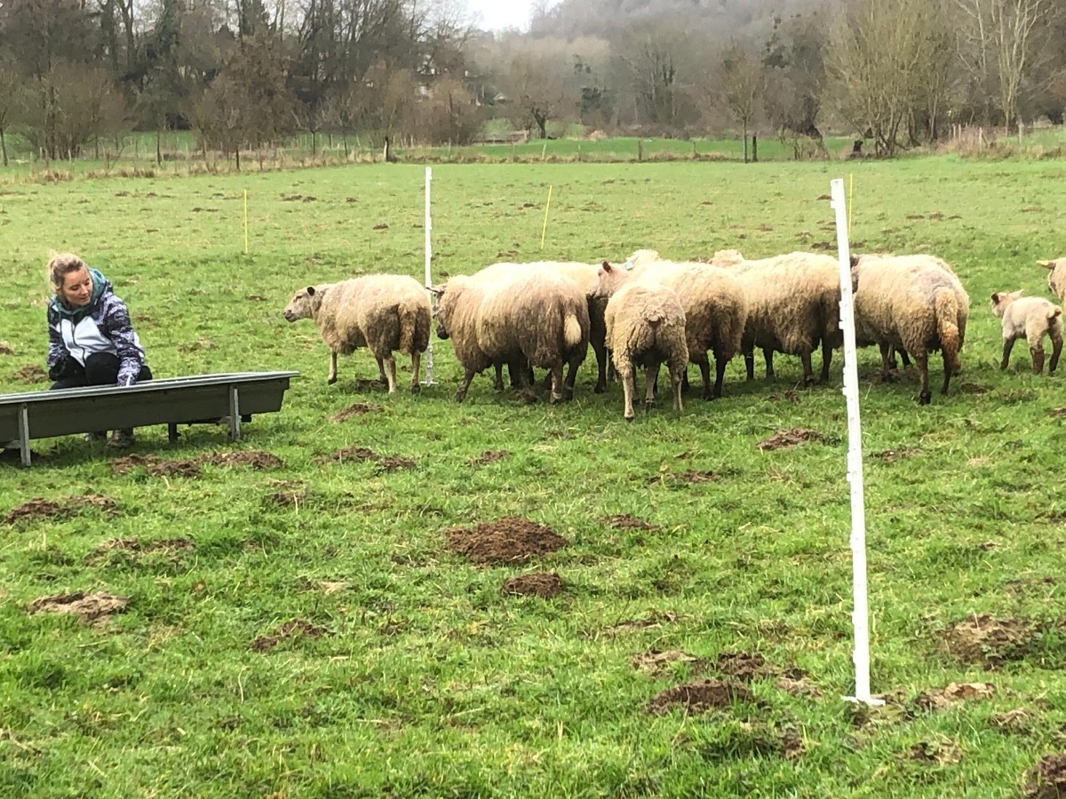 Leadersheep - Coaching d'équipe avec des moutons, Vienne-en-Bessin - photo 3