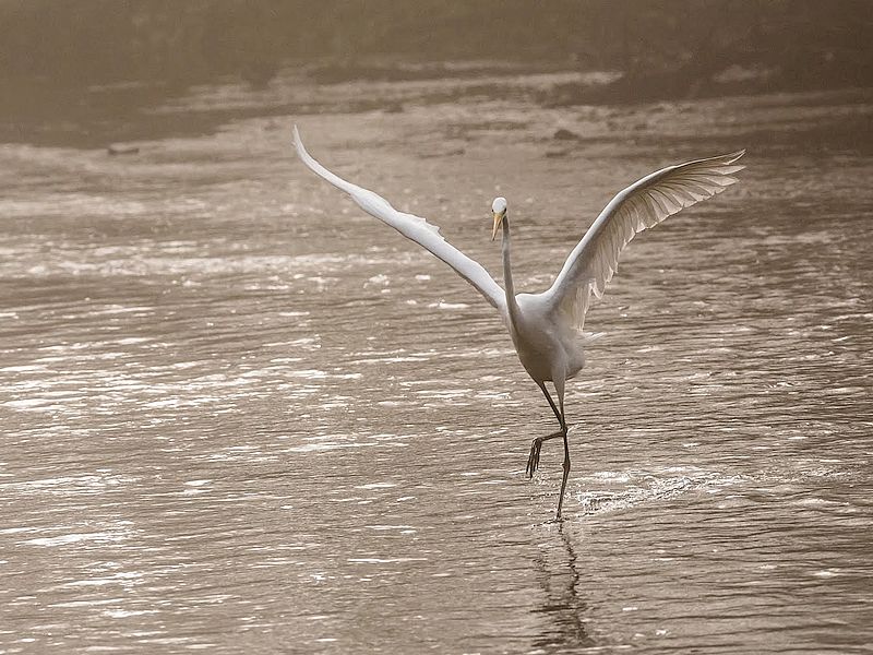 Les Rendez-vous de l'été - Randonnée accompagnée "La boucle du marais"