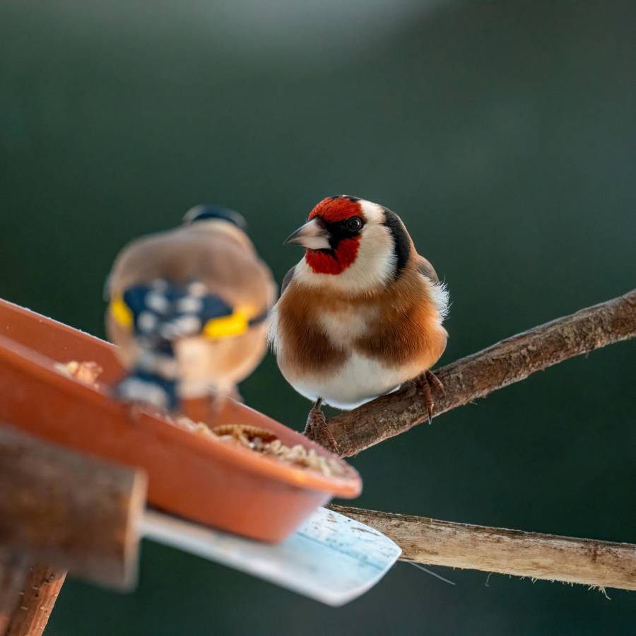 Les oiseaux enchantent votre jardin