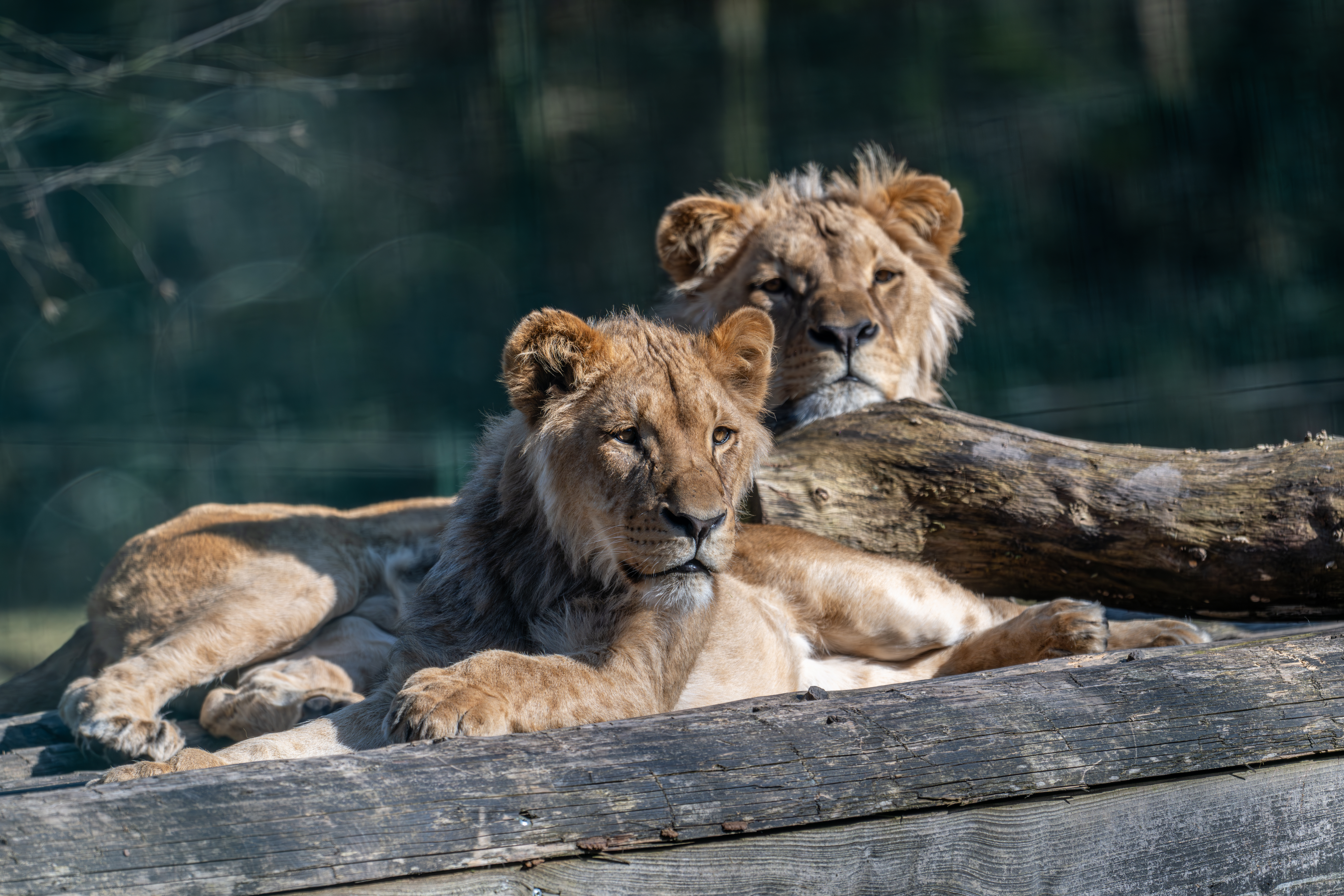 Zoo de Jurques, Dialan sur Chaîne - photo 5