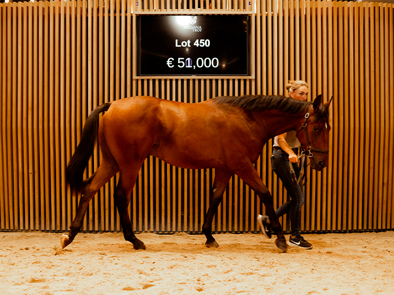 Vente aux enchères de chevaux de trot : Vente d'automne