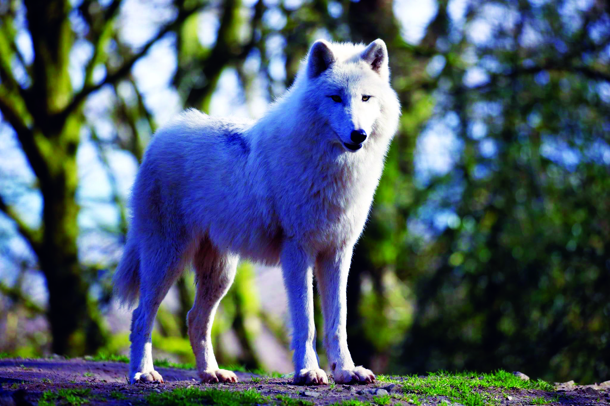 Zoo de Jurques, Dialan sur Chaîne - photo 6