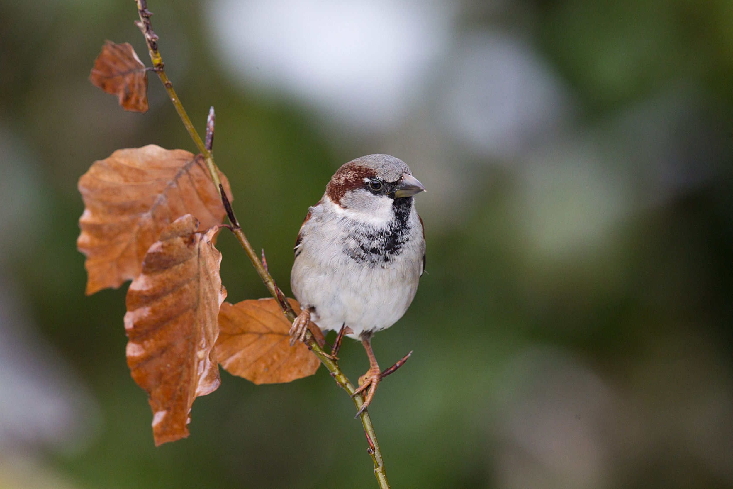 Initiation Grand comptage des oiseaux de jardin