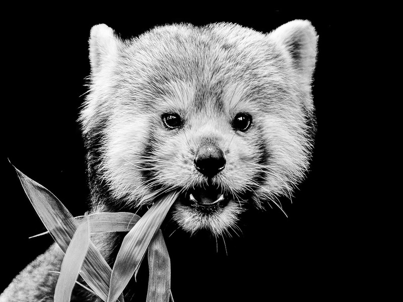 Masterclass photo : Photo animalière