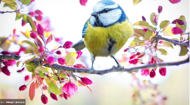 Découvrir les oiseaux dans les chemins de Vassy
