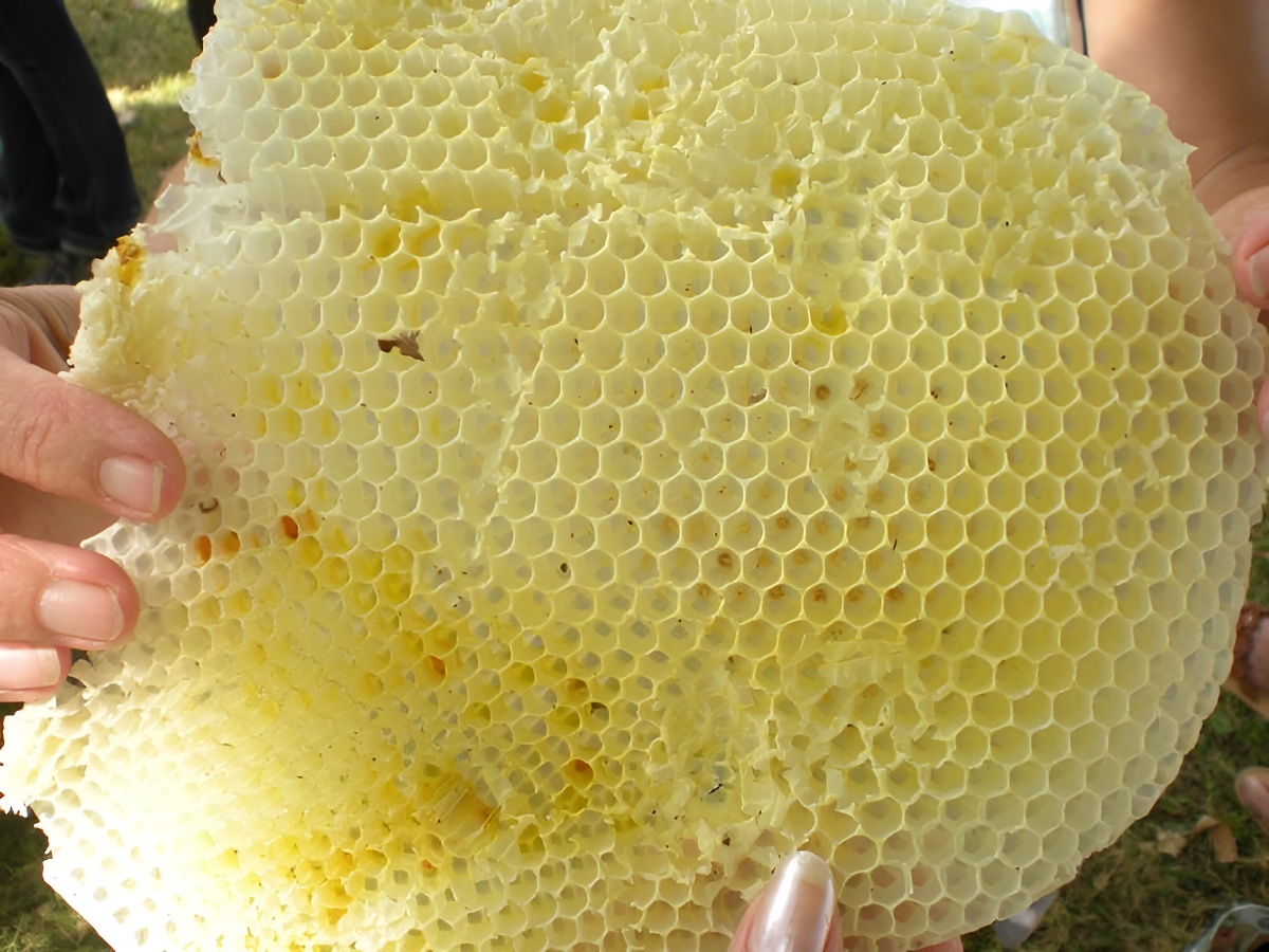 Le Rucher des Surtouques, Valorbiquet