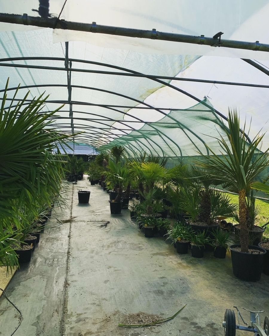 Fleur de Palmier - Palmeraie de Mortain