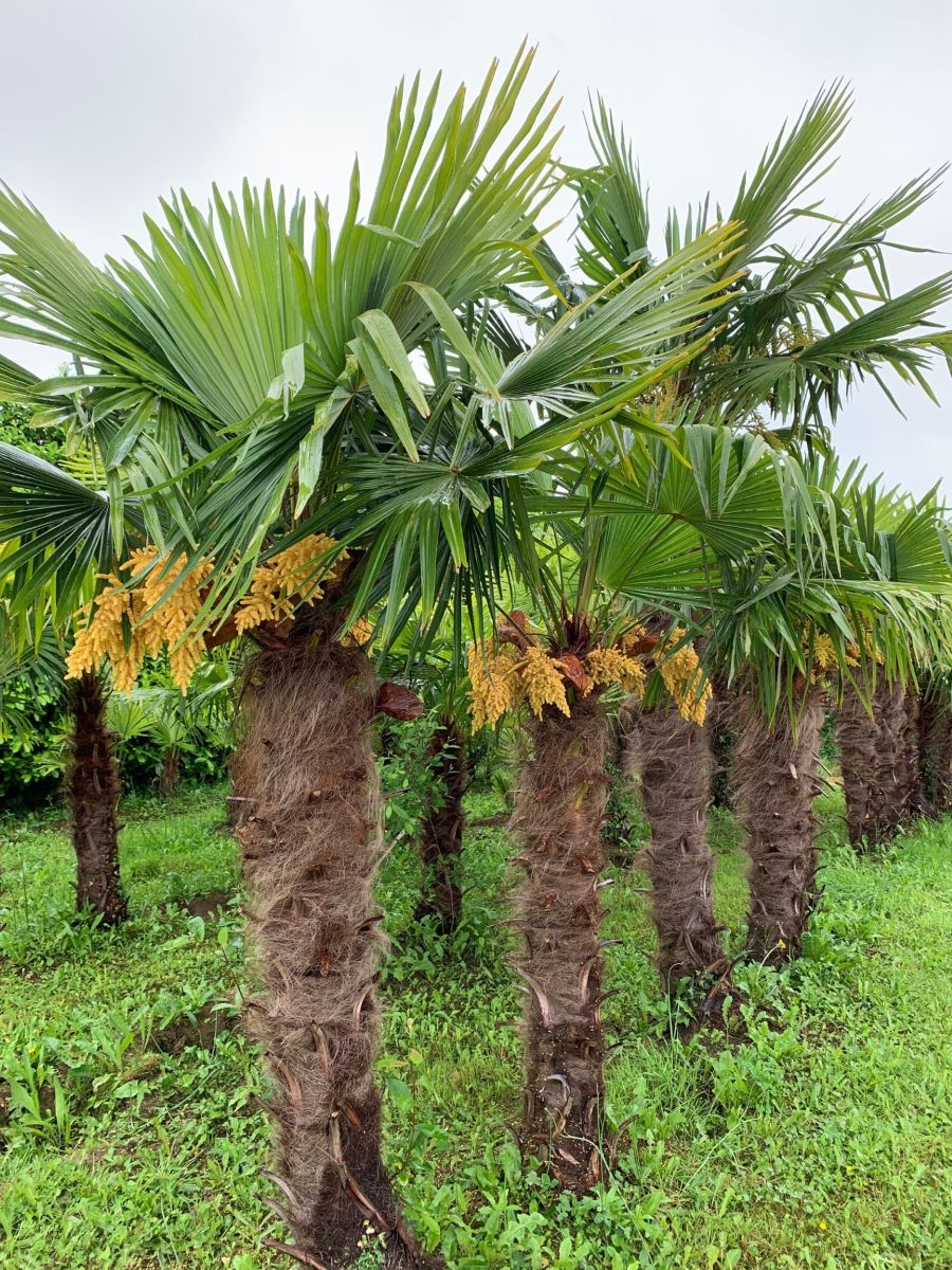 Fleur de Palmier - Palmeraie de Mortain