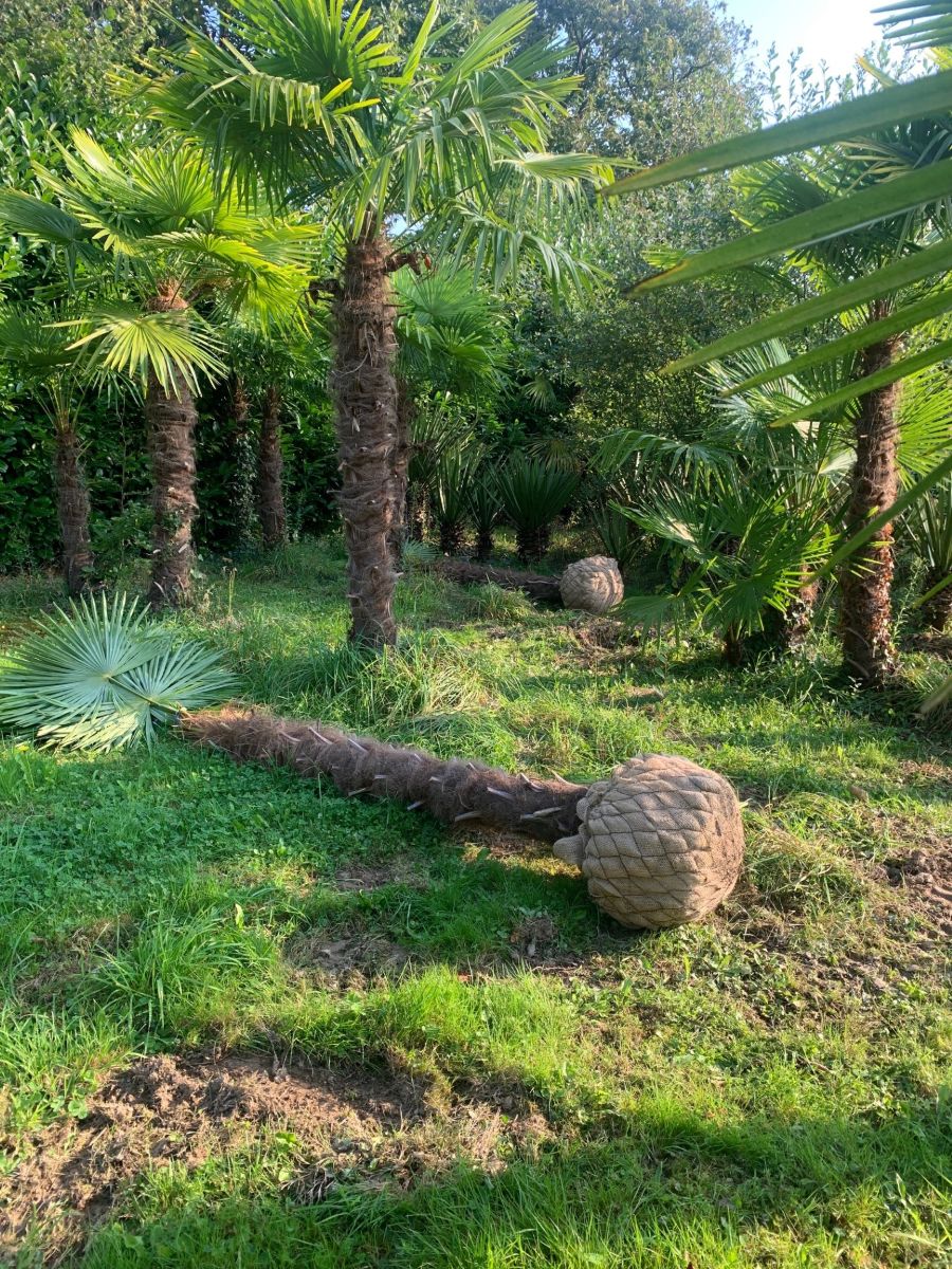Fleur de Palmier - Palmeraie de Mortain, Mortain-Bocage - photo 2