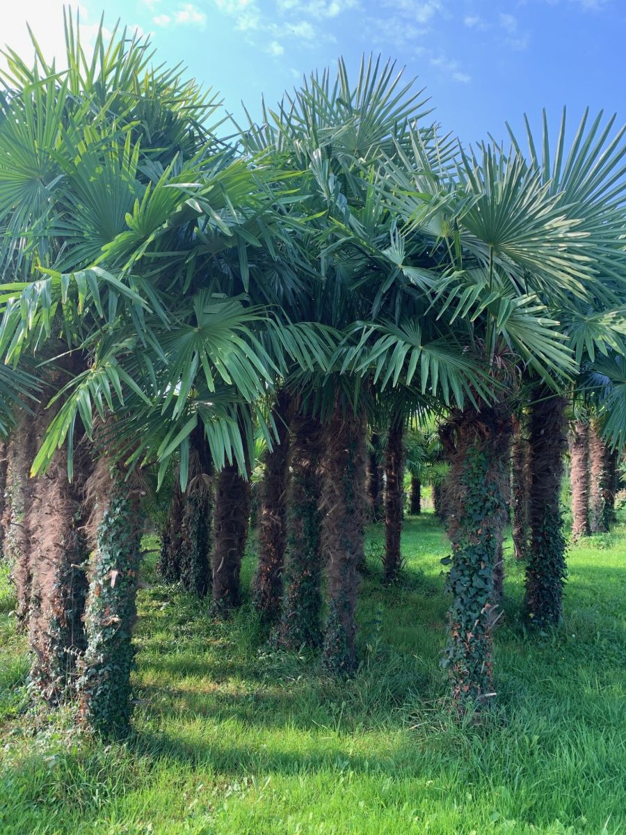 Fleur de Palmier - Palmeraie de Mortain, Mortain-Bocage - photo 5