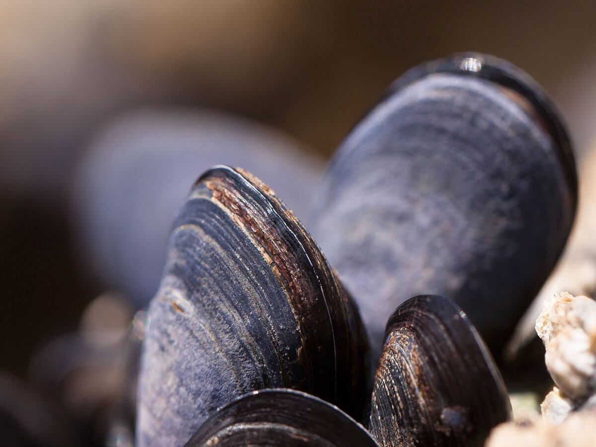 Fêtes des moules — visuel événement