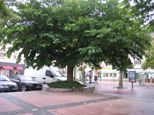 Promenade du CAUE "Les arbres, la ville et nous", Saint-Lô - photo 2