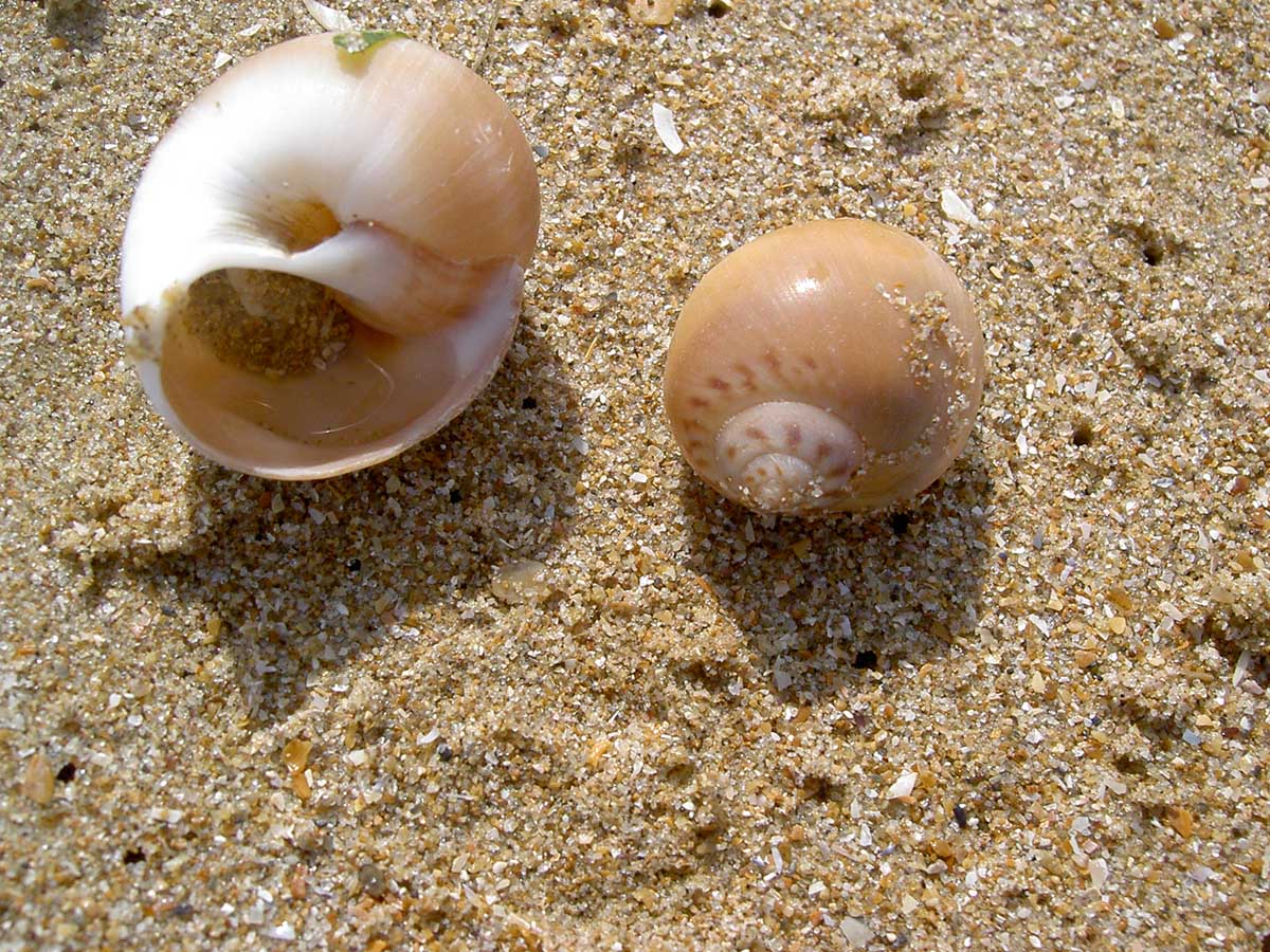 Balade découverte sur la plage d'Hermanville (comprend un atelier cerf volant) - photo 3