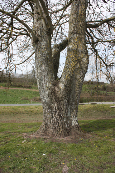 Promenade du CAUE "La Vire d'arbres en arbres", Condé-sur-Vire - photo 4