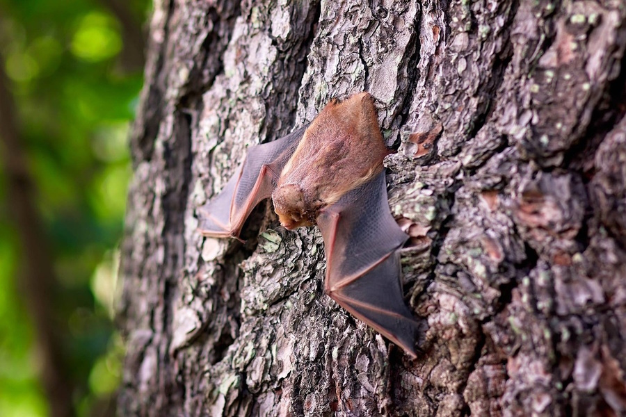 Nuit Internationnale de la Chauve-souris, Villerville