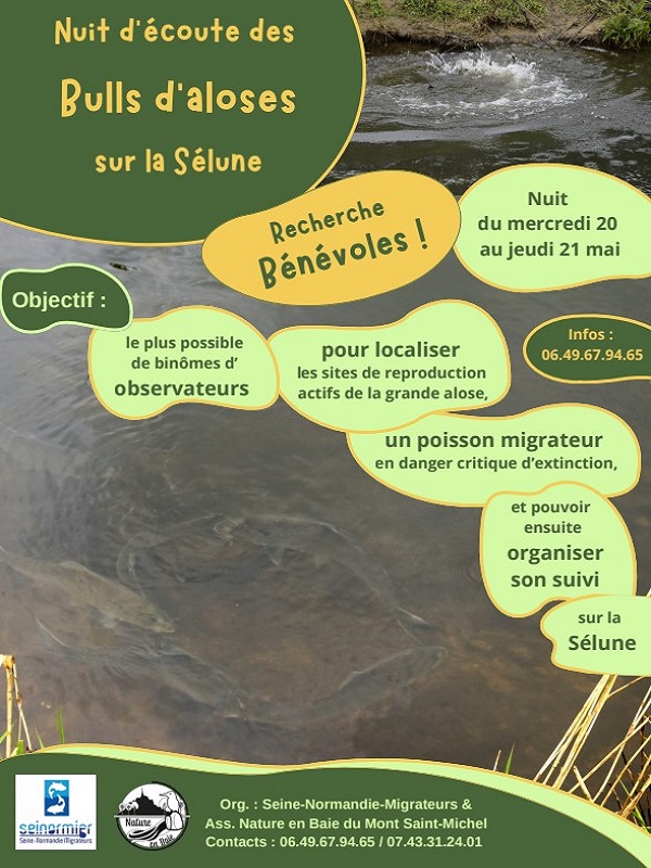 Nuit d'écoute des bulls d'aloses