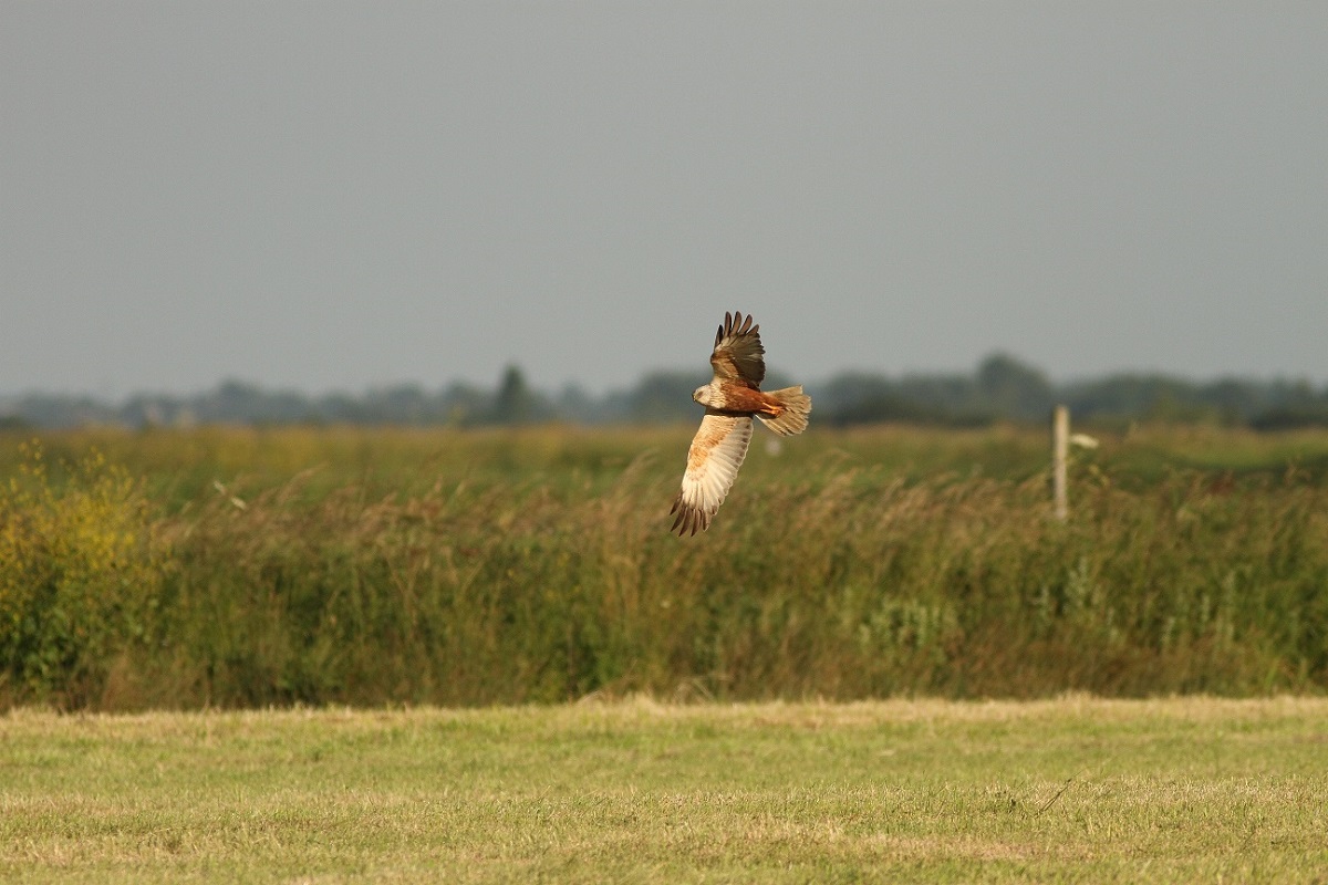 À la rencontre des oiseaux nicheurs