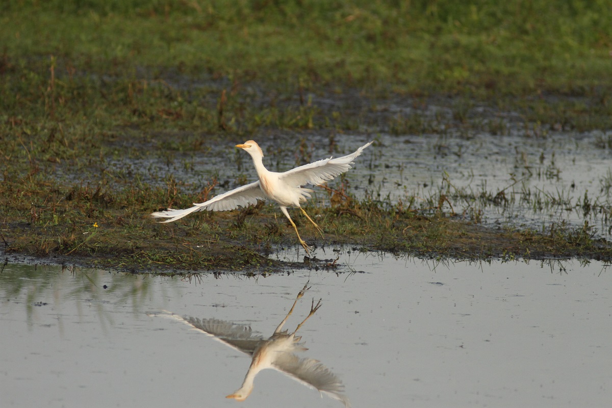 Oiseaux de la tourbière de la Sèves