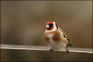 Exposition : Observons les oiseaux