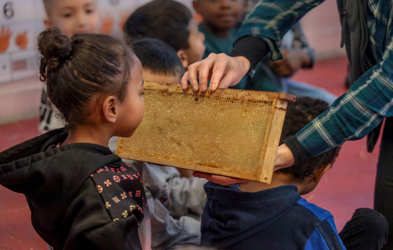 Atelier : Le secret des abeilles