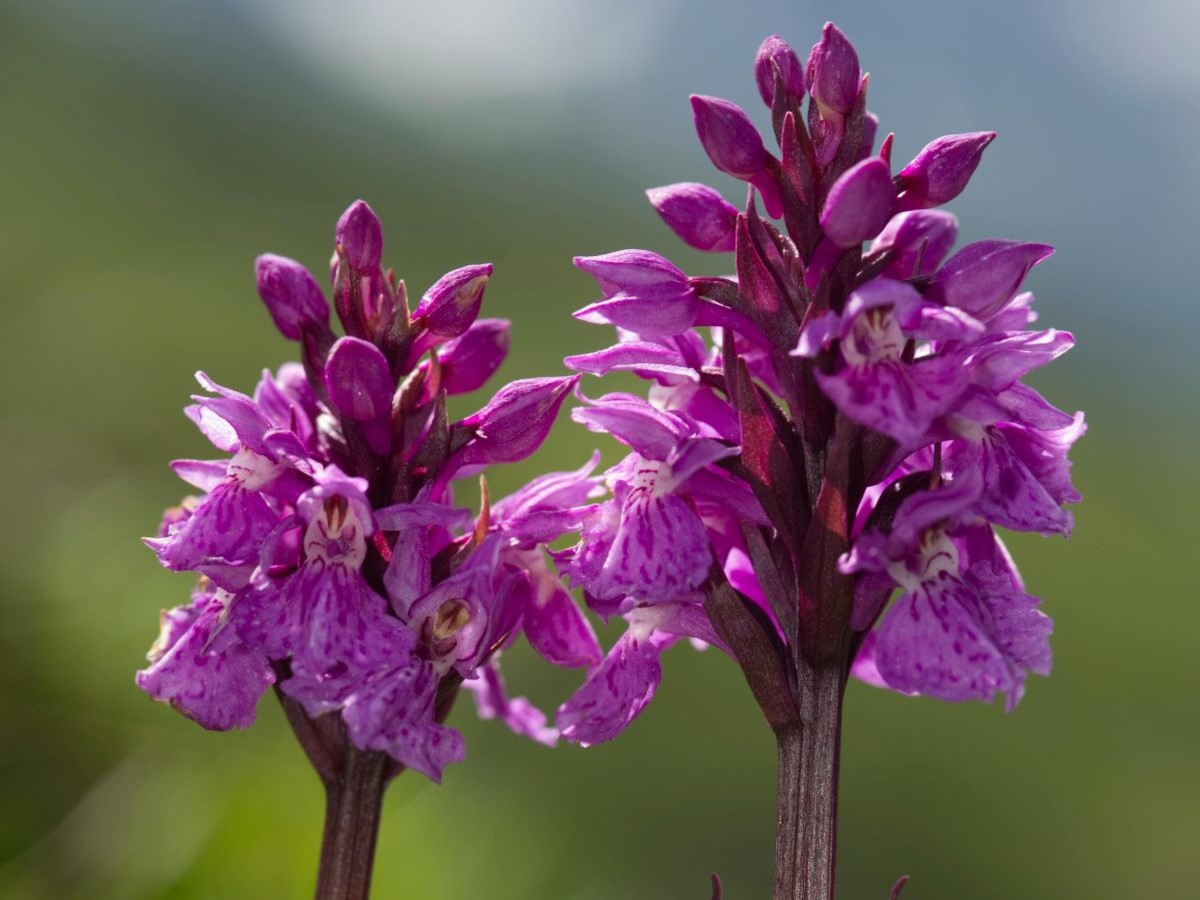 À la découverte des orchidées sauvages