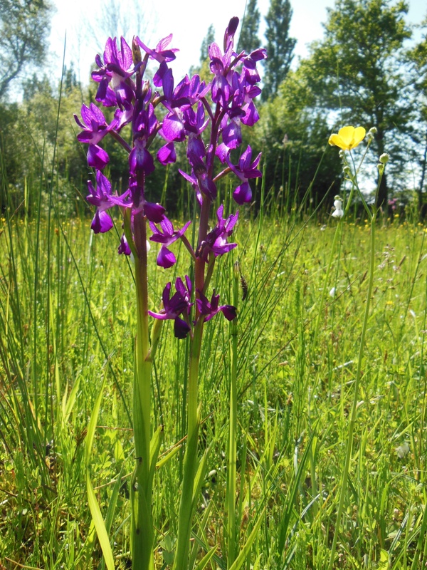 Orchidées à la Réserve Naturelle de la tourbière de Mathon