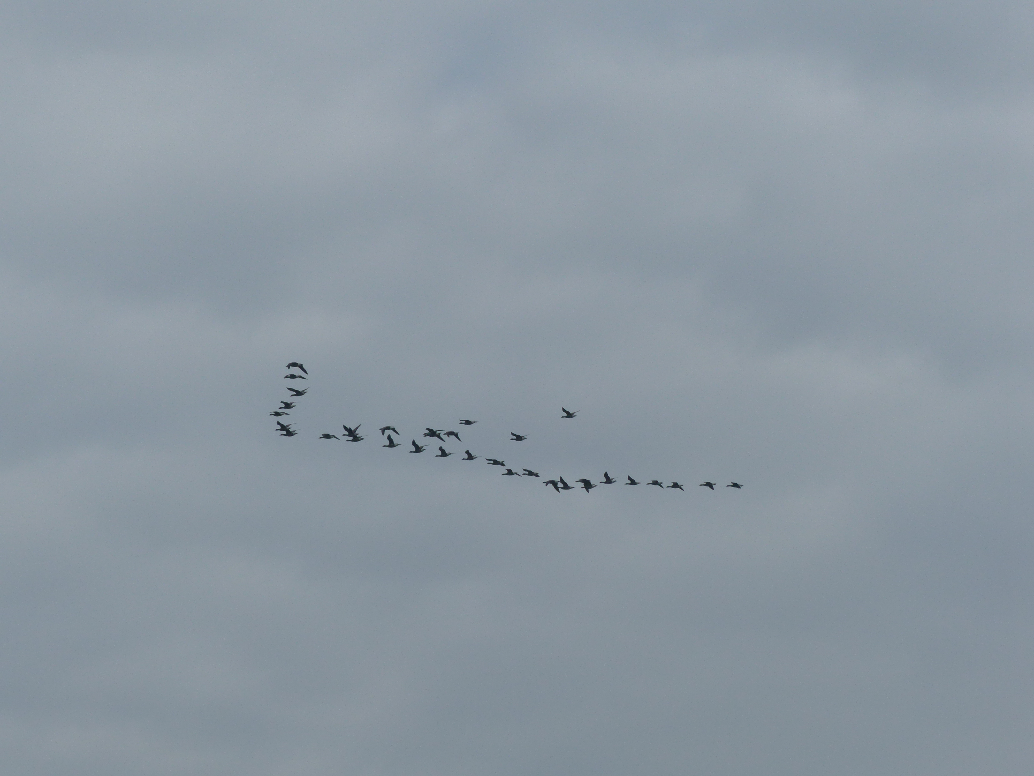 Balade nature "La migration"