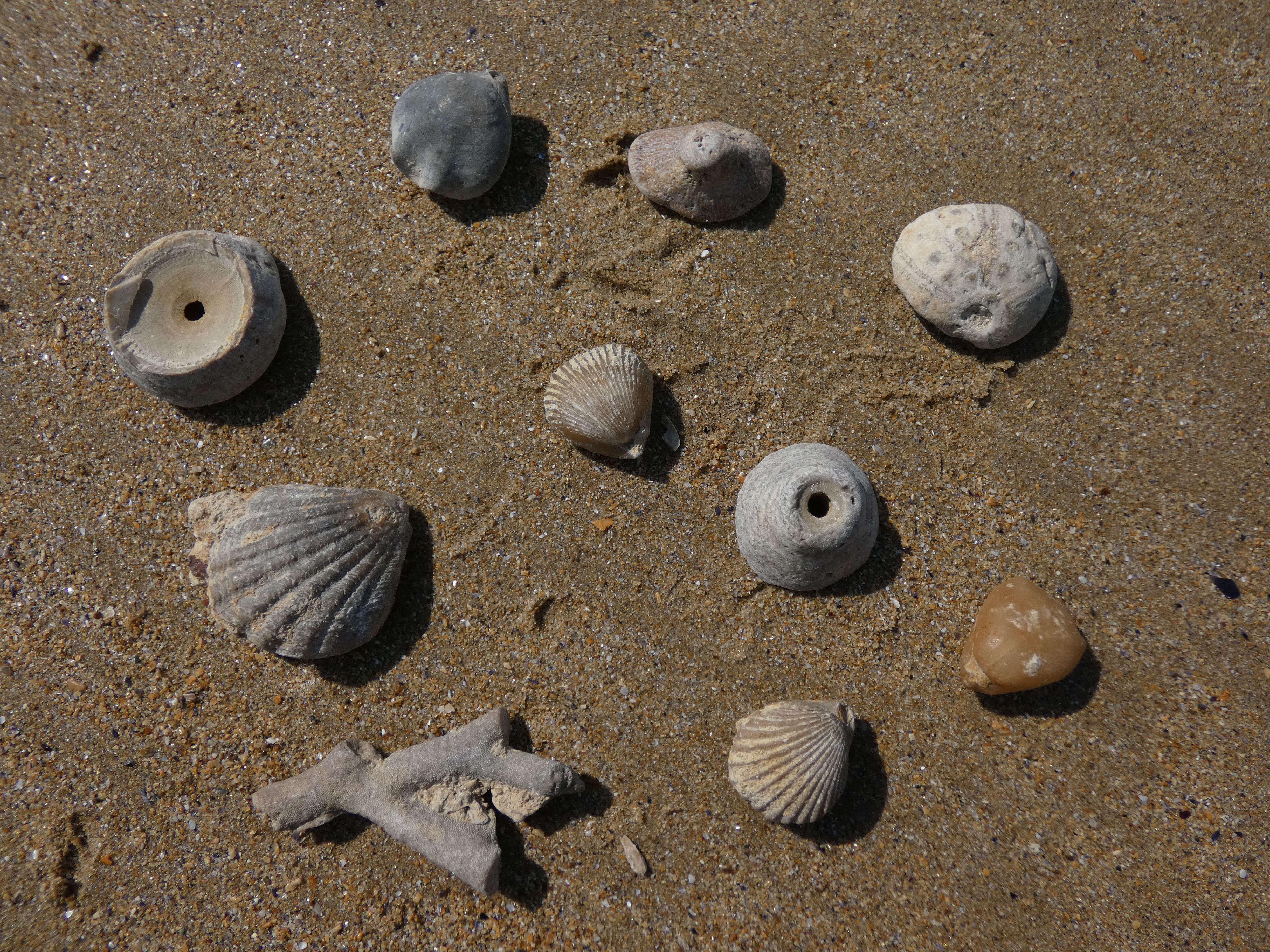 Fossiles, coquillages et l'évolution des espèces