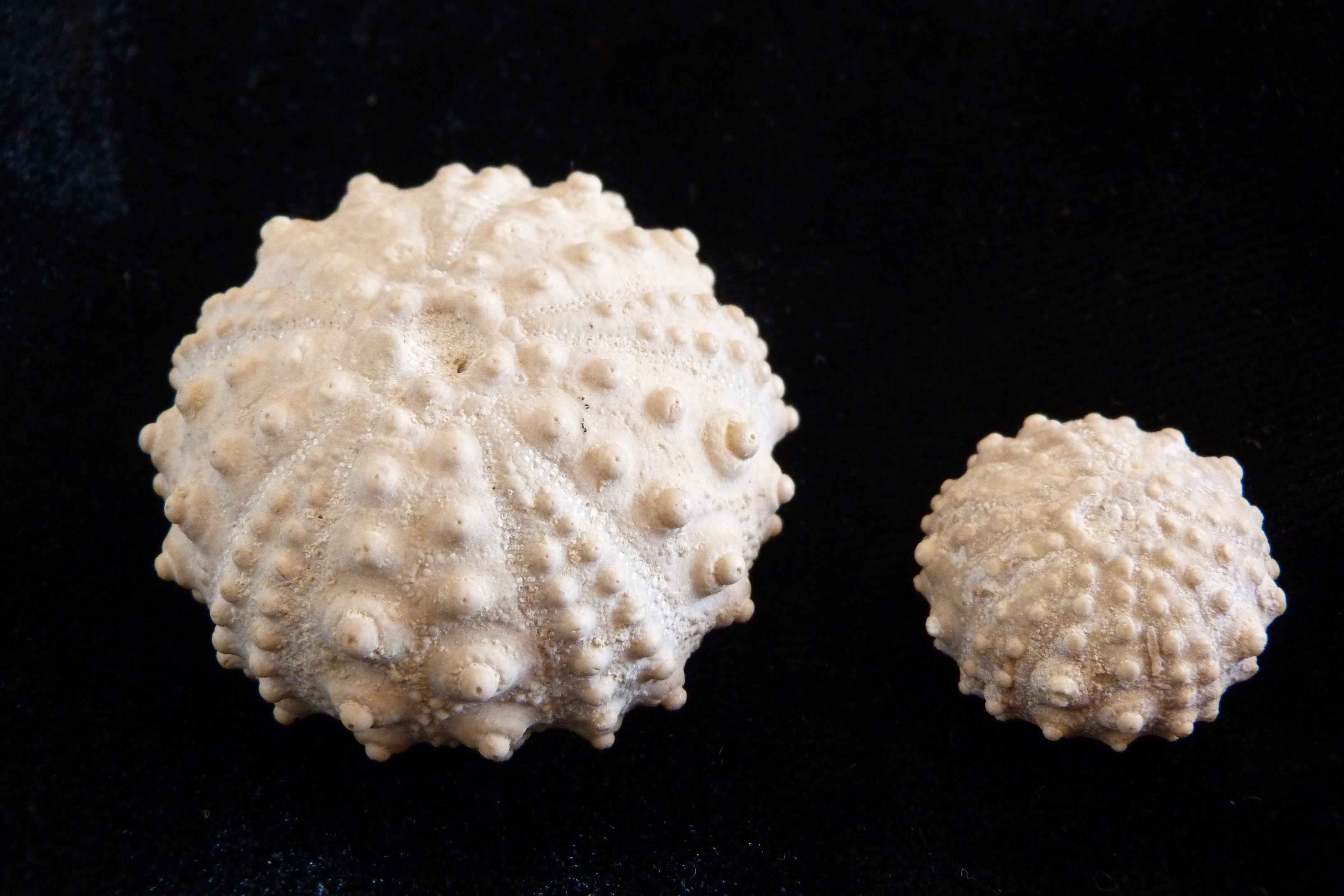 La falaise des Confessionnaux