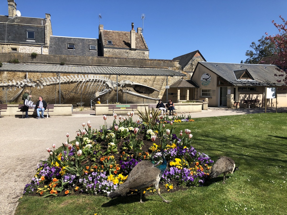 Parc de la Baleine, Luc-sur-Mer - photo 10