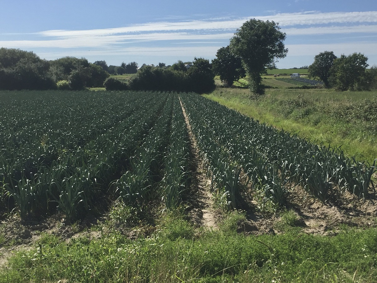Concours photo amateurs : La vie à Tourneville-sur-mer, ses habitats, ses habitants, ses milieux
