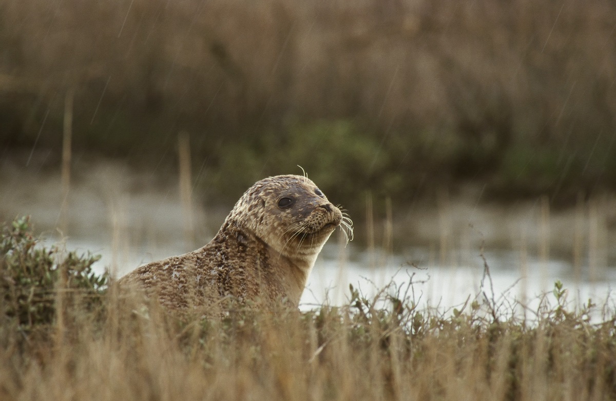 Découverte des phoques